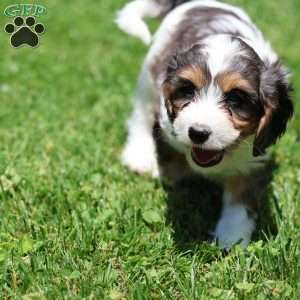 Coconut, Cavapoo Puppy